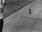 Dog Walking.jpg